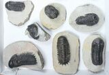 Lot: Assorted Devonian Trilobites - Pieces #84739-1